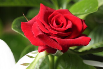 Rose Bud. A beautiful blooming red rose flower bud on the tree