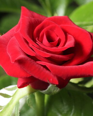 Rose Bud. A beautiful blooming red rose flower bud on the tree