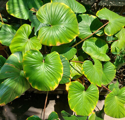Heart-shaped leaves with deep green hues, Homalomena Rubescens.