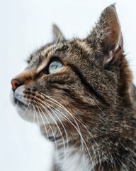 Fototapeta premium A ginger cat looking away