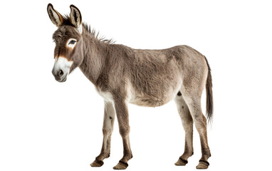 Curious Donkey Art Isolated On Transparent Background PNG.