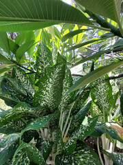 Dumb Cane or Leopard Lily gracing the backyard garden.