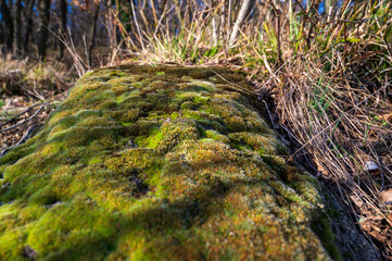 Detail of area of green moss on rock in forest.