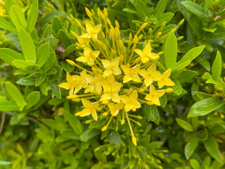 West Indian Jasmine in yellow color. Yellow Ixora chinensis flower in the garden.