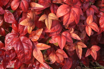 紅葉