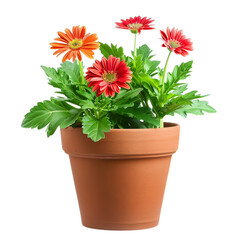 flower in a pot isolated