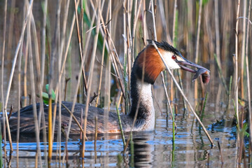 Great Crested Grebe bringing food back to the nest