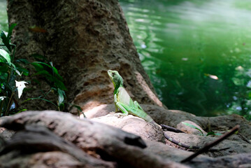 A green iguana that lives in the natural forest.
