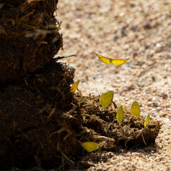 Yellow butterflies sitting on elephant dung