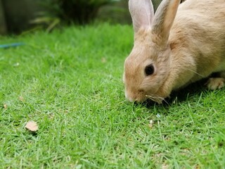 Rabbit plays on grass