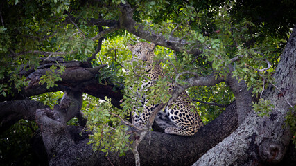 A male leopard in the tree