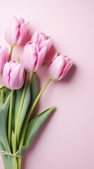 A bouquet of pink tulips on a pink background