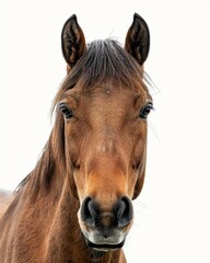 Obraz premium Close-up of a brown horse's face