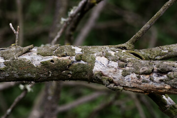 close upof a dead branch with pealing bark isolated on a natural background