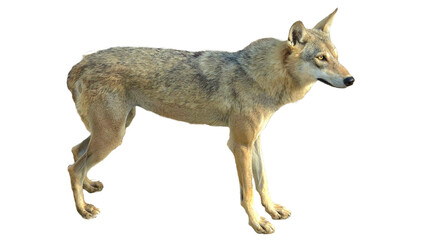 Arabian wolf (Canis lupus arabs) on Transparent background PNG