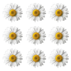 set of daisies
