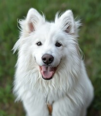 Fototapeta premium A white dog with long fur is sitting on the grass and looking at the camera