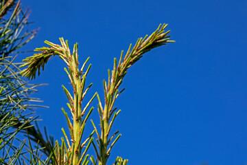 close-up of young shoots of cedar pine. Treatment and diseases of coniferous trees