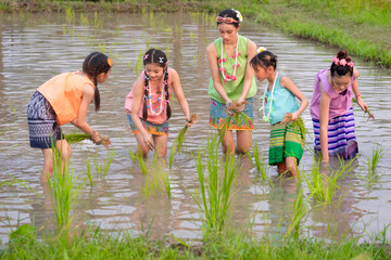Asian Thai children's younger groups are practicing farming by planting rice to learn about the life of farmers at the green rice fields.