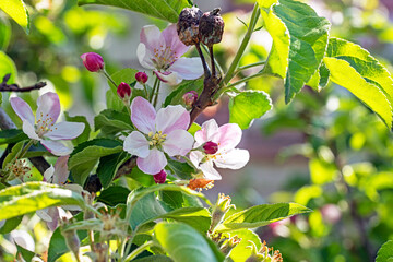 blooming apple tree with last year's fruits. Garden pests and diseases