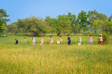 Agriculture organic rice field farm for health. Happy Asian Thai group of boys and girls wear traditional colorful farmer outfits walking on a beautiful green rice field in Thailand. - Powered by Adobe