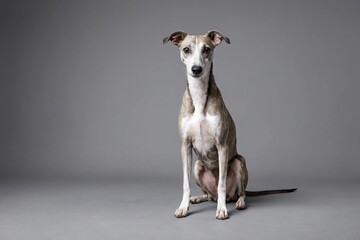 sit Whippet dog with open mouth looking at camera, copy space. Studio shot.