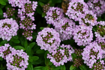 Thyme ( Thymus vulgaris ) flowers. Lamiaceae herb. Used as flavoring for cooking, herbal tea, food preservative, and ground cover.