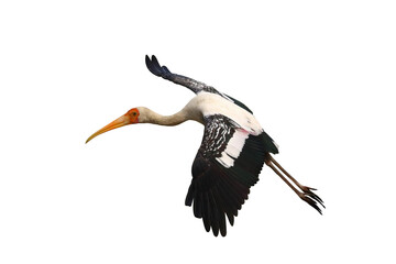 Painted stork jumping isolated on transparent background png file	