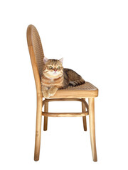 Ginger cat, Scottish Fold Cat breed, lying on a wooden chair on a white background.