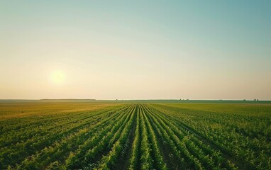 Expansive Soybean Fields Beneath a Pristine Sky, Endless Soybean Farming Beneath a Blue Canopy