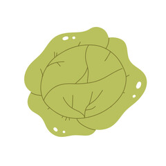 Head of Cabbage in flat style. Cabbage vector illustration.