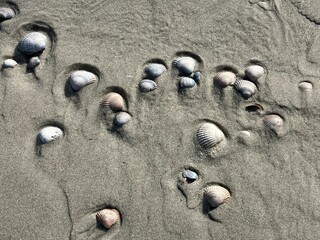 Muscheln am Strand der Ostfriesischen Insel Juist in der Nordsee	