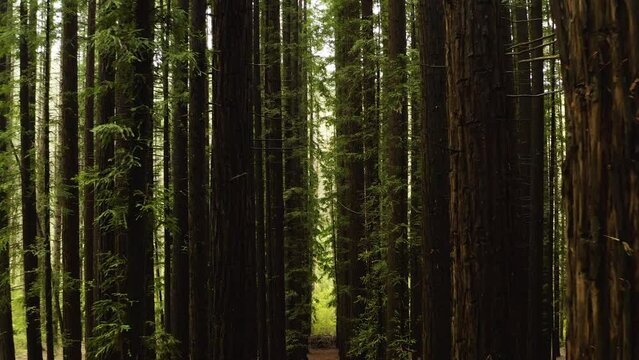 Aerial dolly in dense columns of redwood tree trunks, interior of understory canopy
