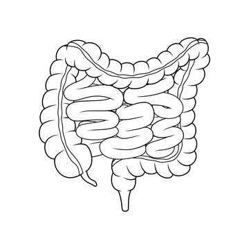 recommend clip art: Human intestinal organs line art vector isolated.
