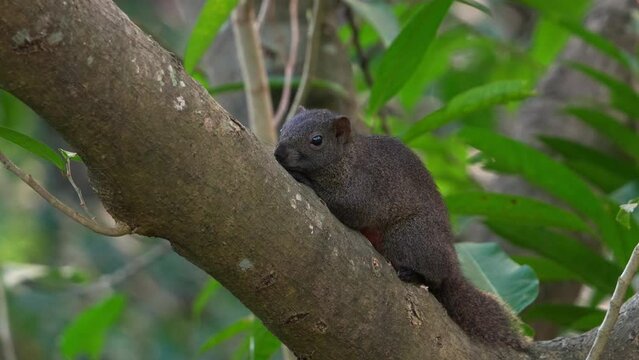 A wild pallas's squirrel resting on tree branch, staring at the camera, close up shot.