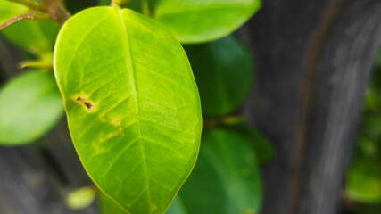 green leaves on a tree