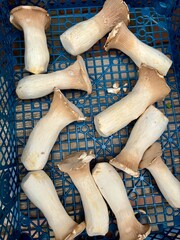 Pilze im Korb auf Markt - Seitlinge II