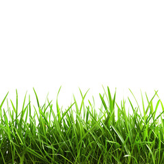 Fototapeta premium fresh green grass isolated on transparent background