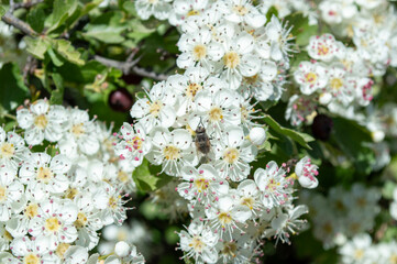 Flores blancas en el campo