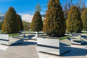 Tall pyramidal shrubs of Photinia fraseri 'Red Robin' are installed on  park site in mirrored containers. Krasnodar City Park or Galician Landscape Park in the sunny spring of 2024. Nature concept