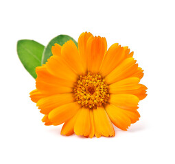 Marigold flower on white backgrounds