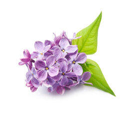 Lilac flower on white backgrounds