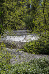 L'Allondon rivière sauvage et naturel juste avant l'embouchure du Rhône