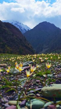 Tulipa biflora or Liriopogon biflorum tulip swaying wind in Kyrgyzstan mountains at sunny spring day . These species of tulip are native to Central Asia.