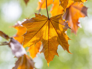 Tree branch with dark red leaves, Acer platanoides, the Norway maple Crimson King. Red Maple acutifoliate Crimson King, young plant with green background.