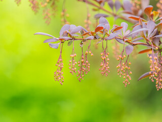 Bush of barberry in the spring with dark red leaves and small flowers. Branches of bushes with young red-orange leaves