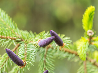 A young female cone of ordinary spruce, it is pink and its scales invitingly open in anticipation of pollen. Young cones of a Blue Spruce.