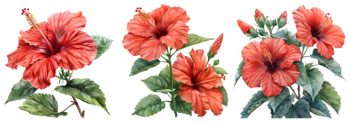 Hibiscus flower set,Watercolor painted flowers, Red Hibiscus flower on a white background.