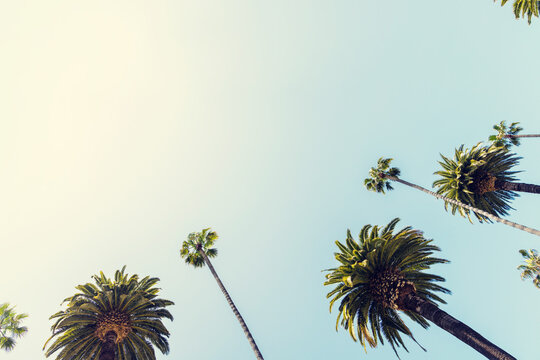 A perfect summer day and tall palms