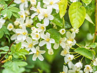 White blossoming apple trees in the sunset light. Spring season, spring colors.